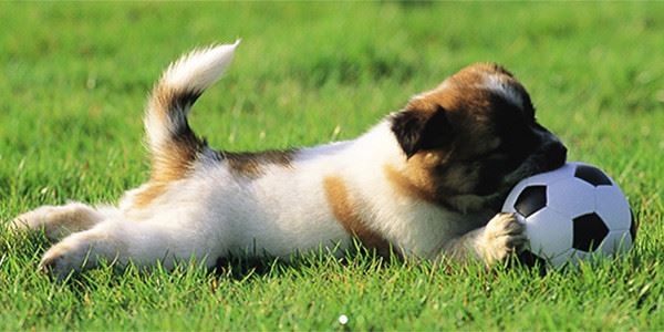 Yavru Köpek Bakım ve Eğitimi